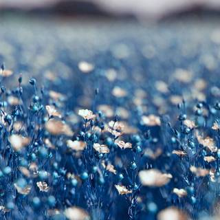 Aesthetic blue spring wallpaper