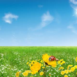 Windows XP spring wallpaper