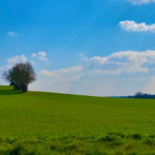 Windows XP spring wallpaper