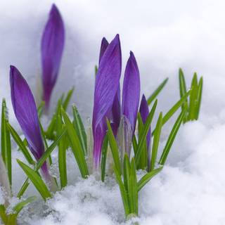 Windows XP spring wallpaper