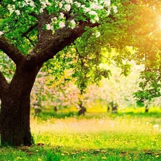 Windows XP spring wallpaper