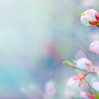 Windows XP spring wallpaper