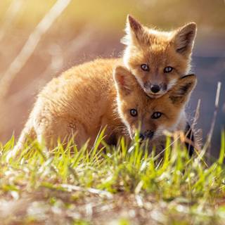 Spring couple wallpaper