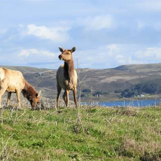 Point Reyes California wallpaper