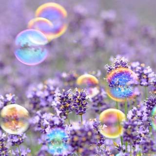 Cute purple spring wallpaper