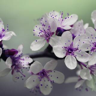 Cute purple spring wallpaper