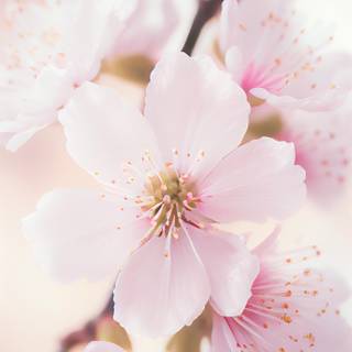 Pink pastel spring wallpaper