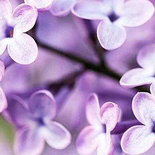 Cute purple spring wallpaper