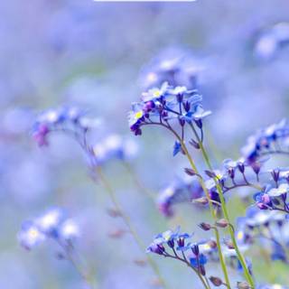 Cute purple spring wallpaper