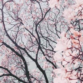 Pink pastel spring wallpaper