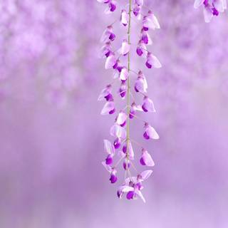 Cute purple spring wallpaper