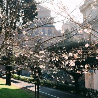 Spring city phone wallpaper