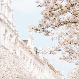 Spring city phone wallpaper