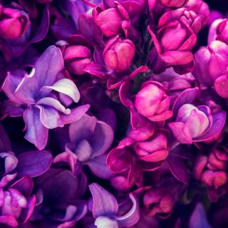 Cute purple spring wallpaper