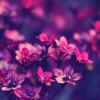 Cute purple spring wallpaper