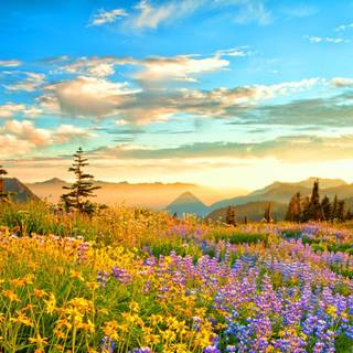 Spring mountain flower wallpaper