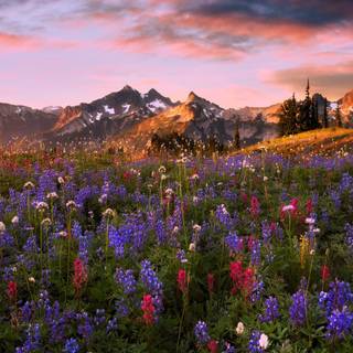 Spring mountain flower wallpaper