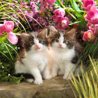 Spring cat art wallpaper