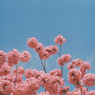 Pink aesthetic spring wallpaper