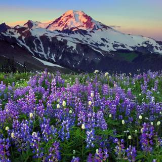 Spring mountain flower wallpaper