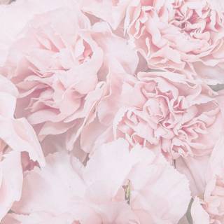 Pink aesthetic spring wallpaper