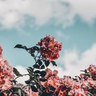 Pink aesthetic spring wallpaper