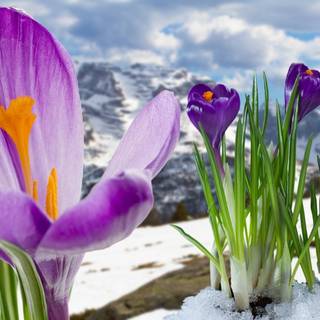 Spring mountain flower wallpaper