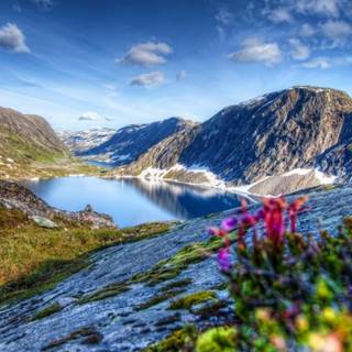 Spring mountain flower wallpaper