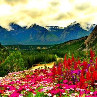 Spring mountain flower wallpaper