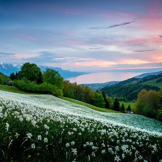 Spring mountain flower wallpaper