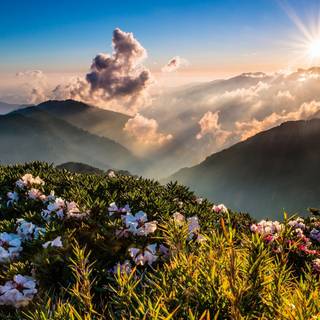 Spring mountain flower wallpaper