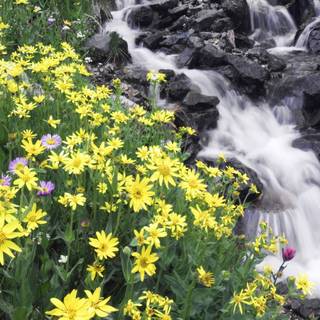 Spring mountain flower wallpaper