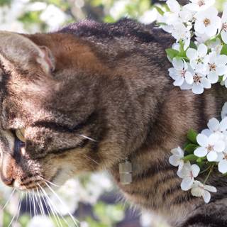 Spring cat art wallpaper