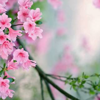 4k flower spring wallpaper