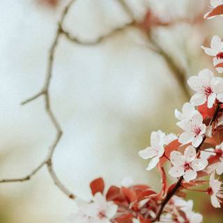 4k flower spring wallpaper