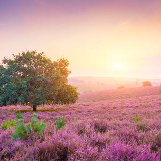 4k flower spring wallpaper