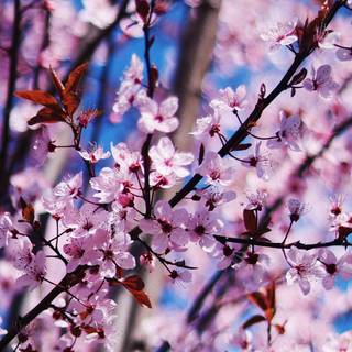 4k flower spring wallpaper