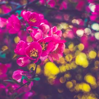 4k flower spring wallpaper