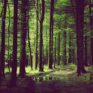 Fantasy spring forest wallpaper