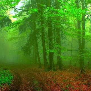 Fantasy spring forest wallpaper