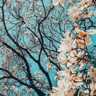 Spring 4k iPhone wallpaper