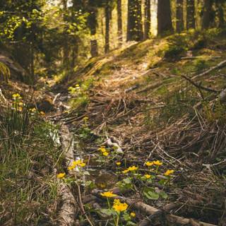 Fantasy spring forest wallpaper