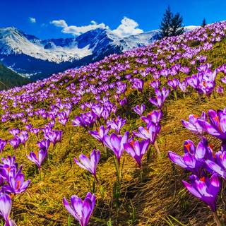 Spring mountain flower wallpaper
