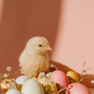 Baby chick and easter eggs wallpaper