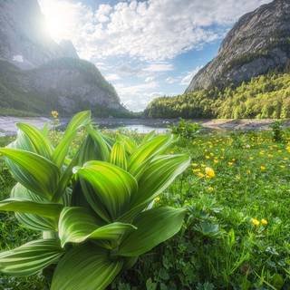 Spring mountain flower wallpaper