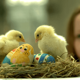 Baby chick and easter eggs wallpaper