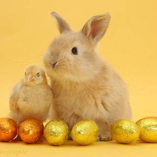 Baby chick and easter eggs wallpaper