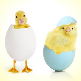 Chicken eggs wallpaper