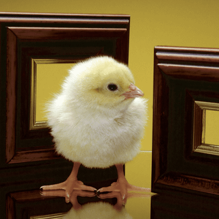 Frames Easter wallpaper