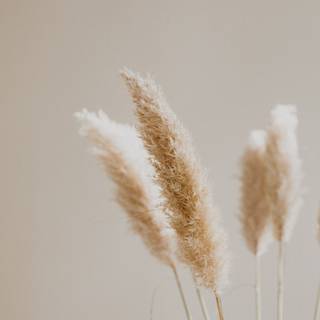 Cute beige wallpaper